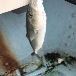 純栄丸   メクリアジ