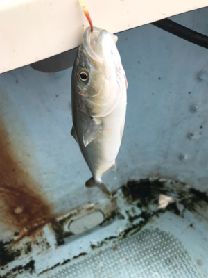 純栄丸   メクリアジ