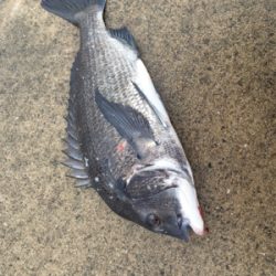 雨の中活性調査へ、。