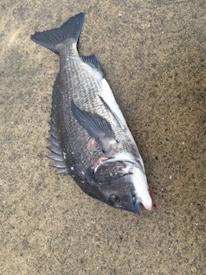 雨の中活性調査へ、。