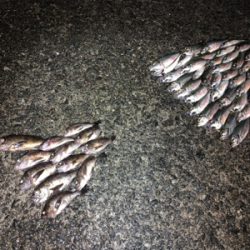 雨が降ってもアジング メバリング