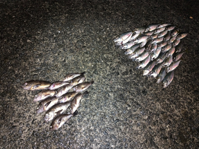 雨が降ってもアジング メバリング