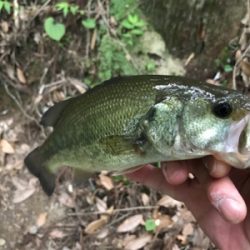 増水ローライト