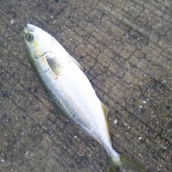 小雨のち豆アジのちツバス