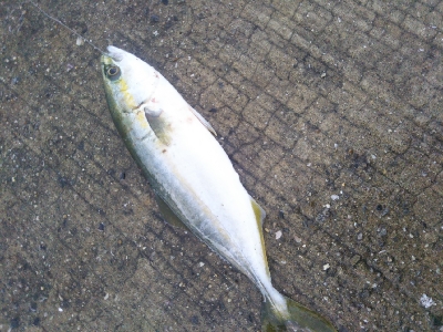 小雨のち豆アジのちツバス