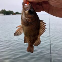 気仙沼大島にて