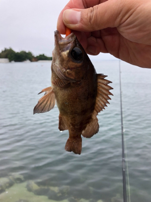 気仙沼大島にて
