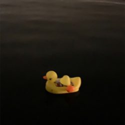 シーバス放浪も