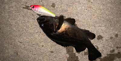 ６０分一本勝負！