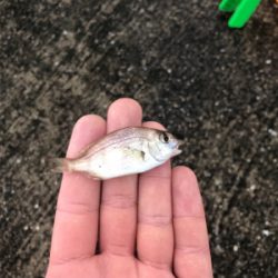 まだまだ釣れ続ける！！