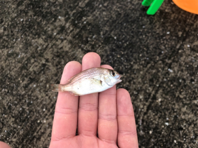 まだまだ釣れ続ける！！