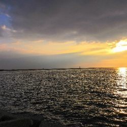 タコシーズン開幕