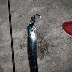 台風一過タチウオ‼︎