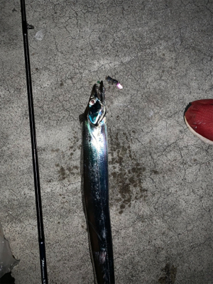 台風一過タチウオ‼︎