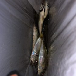 アジング アジング 楽しいなー。