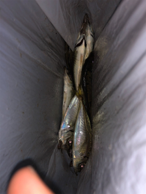 アジング アジング 楽しいなー。