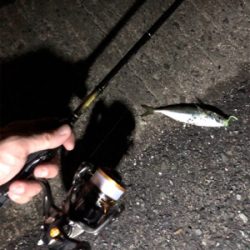 たくさん釣れました