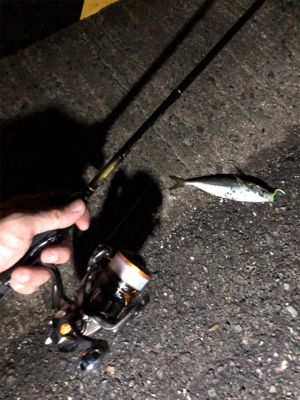 たくさん釣れました