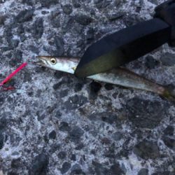 五目釣り成らずーー