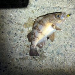 小メバルとガシラ