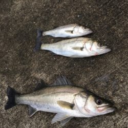 エビ撒き 活性が高い