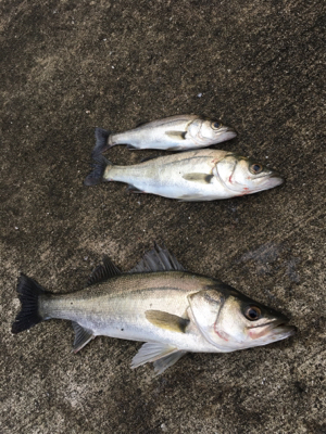 エビ撒き 活性が高い