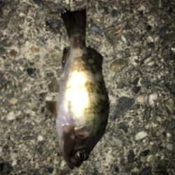 梅雨メバリング