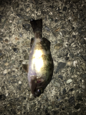 梅雨メバリング