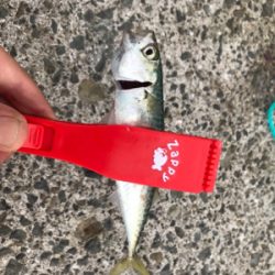 夜勤上がりにアジング