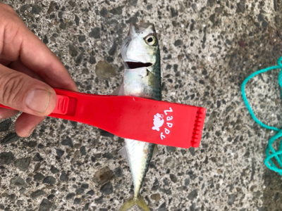 夜勤上がりにアジング