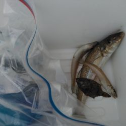 次の日もサッパリ