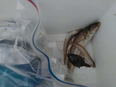 次の日もサッパリ