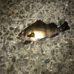 雨には勝てないアジング