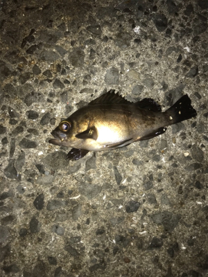 雨には勝てないアジング