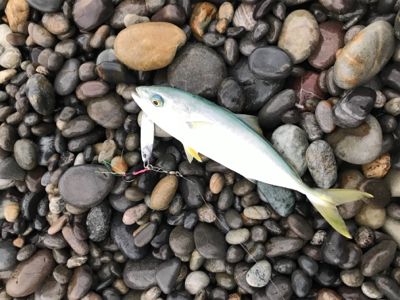 七里御浜ショアジギング