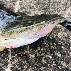 投げ釣りでスペシャルゲスト！！！