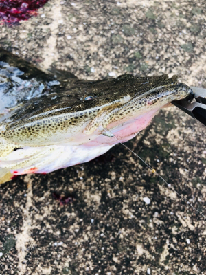 投げ釣りでスペシャルゲスト！！！