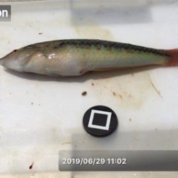 梅雨の晴れ間に投げ釣り