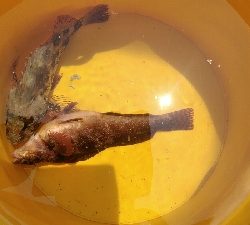 隣の釣り人がコブダイを