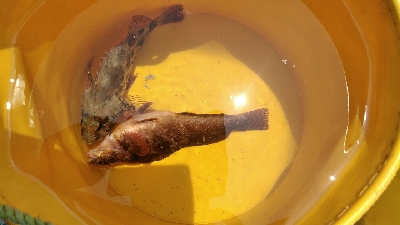 隣の釣り人がコブダイを