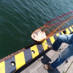 6/1釣果アナゴガシラ豆アジエソ小サバアカエイキス