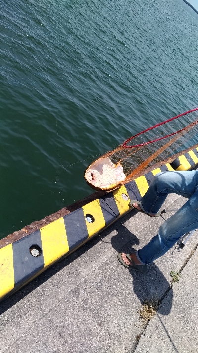 6/1釣果アナゴガシラ豆アジエソ小サバアカエイキス