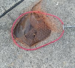 6/8釣果アジ大漁キスエソアカエイ