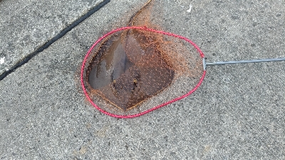 6/8釣果アジ大漁キスエソアカエイ