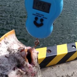 6/15釣果エソとエイ エイは12キロと7キロ