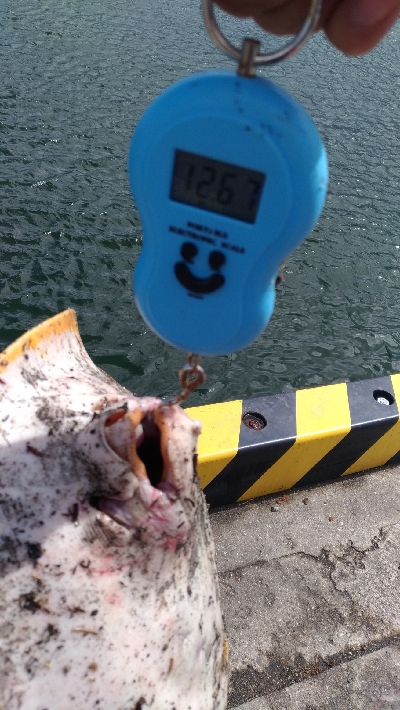 6/15釣果エソとエイ エイは12キロと7キロ