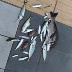 6/23釣果チヌツバス豆アジ小サバなぜかカニ