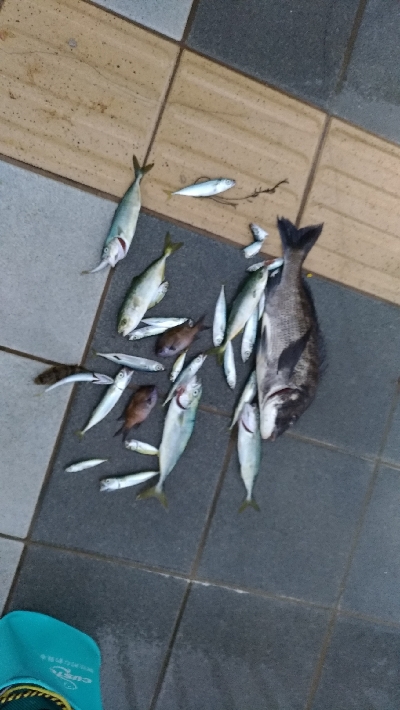 6/23釣果チヌツバス豆アジ小サバなぜかカ…