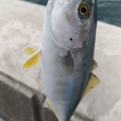 6/29釣果太刀魚ツバス豆アジ小サバアカエイエソ