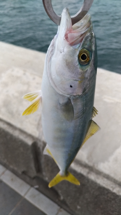 6/29釣果太刀魚ツバス豆アジ小サバアカエイエソ